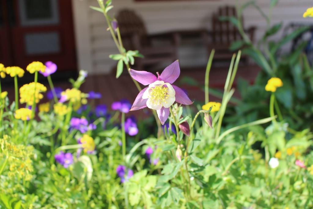 Cristiana Guesthaus Villa Crested Butte Eksteriør bilde